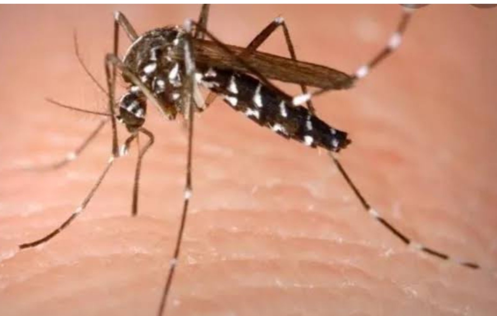 हिंदी समाचार | मच्छरों का आतंक, नए-नए रोगों का...