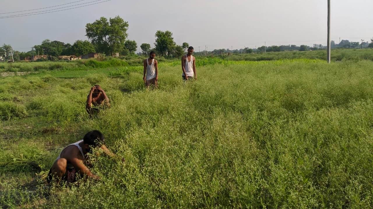 हिंदी समाचार |जंगली घास खेतों की उर्वरा...