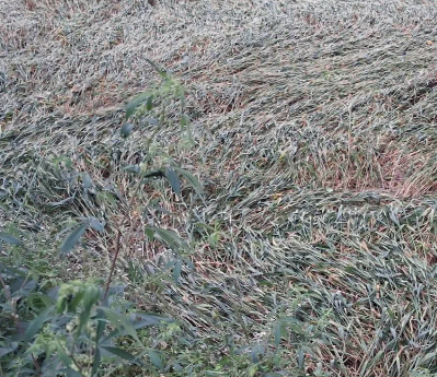 हिंदी समाचार | प्रकृति की मार: शिवहर में...