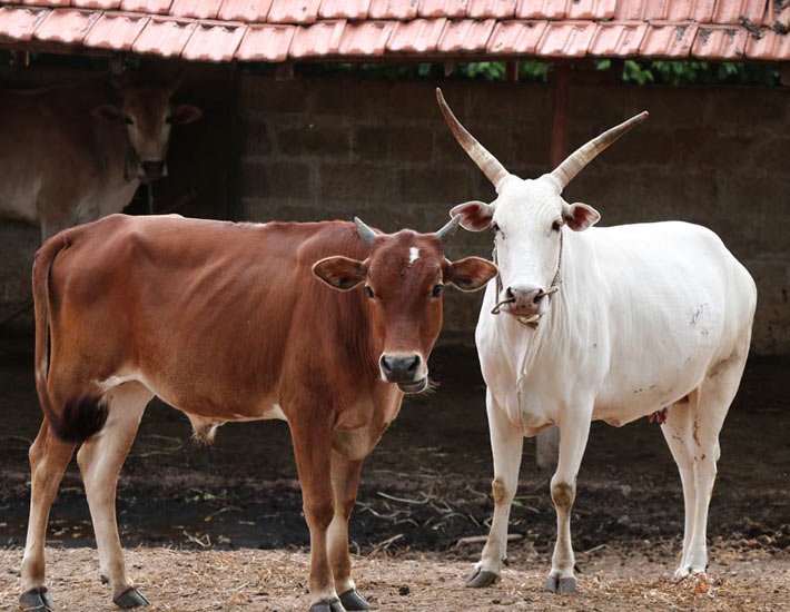 हिंदी समाचार |कोनगांव से एक बैल व दो गाय चोरी