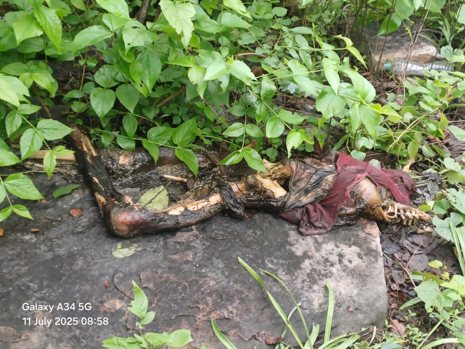 हिंदी समाचार |उगहनी घाट के जंगल में अज्ञात...