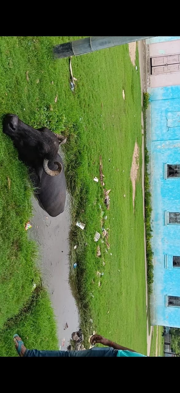 हिंदी समाचार | डेहरी डालमियानगर में खुले...