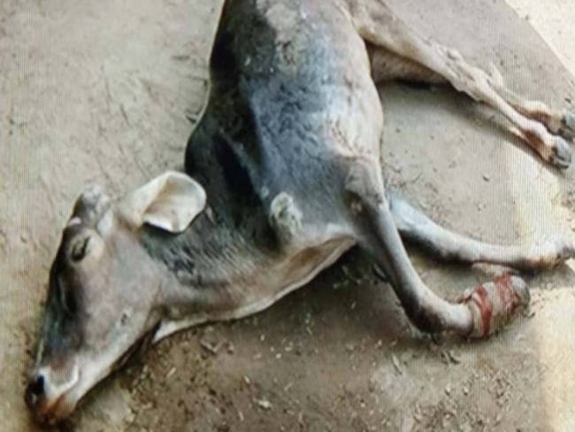 हिंदी समाचार |ट्रक के धक्के से गाय की मौत