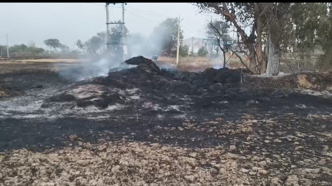 हिंदी समाचार | डेढ़ एकड़ की फसल खलिहान में...