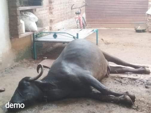 हिंदी समाचार |असकरनपुर में जानवरों में फैली...