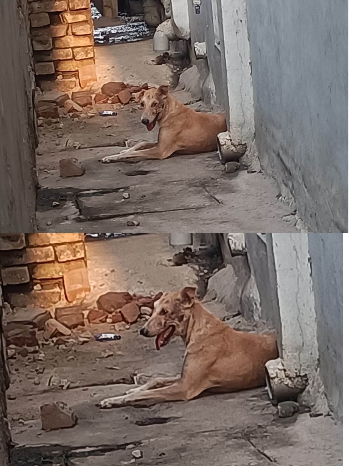 हिंदी समाचार | डेहरी वार्ड 23 में आवारा...