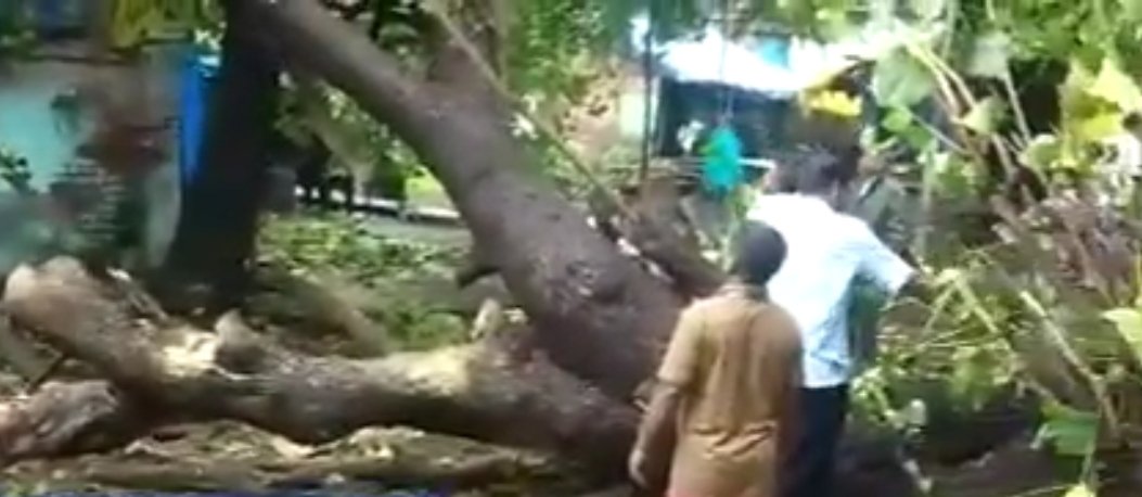 हिंदी समाचार |गैबीनगर में इमली का पेड़ गिरा