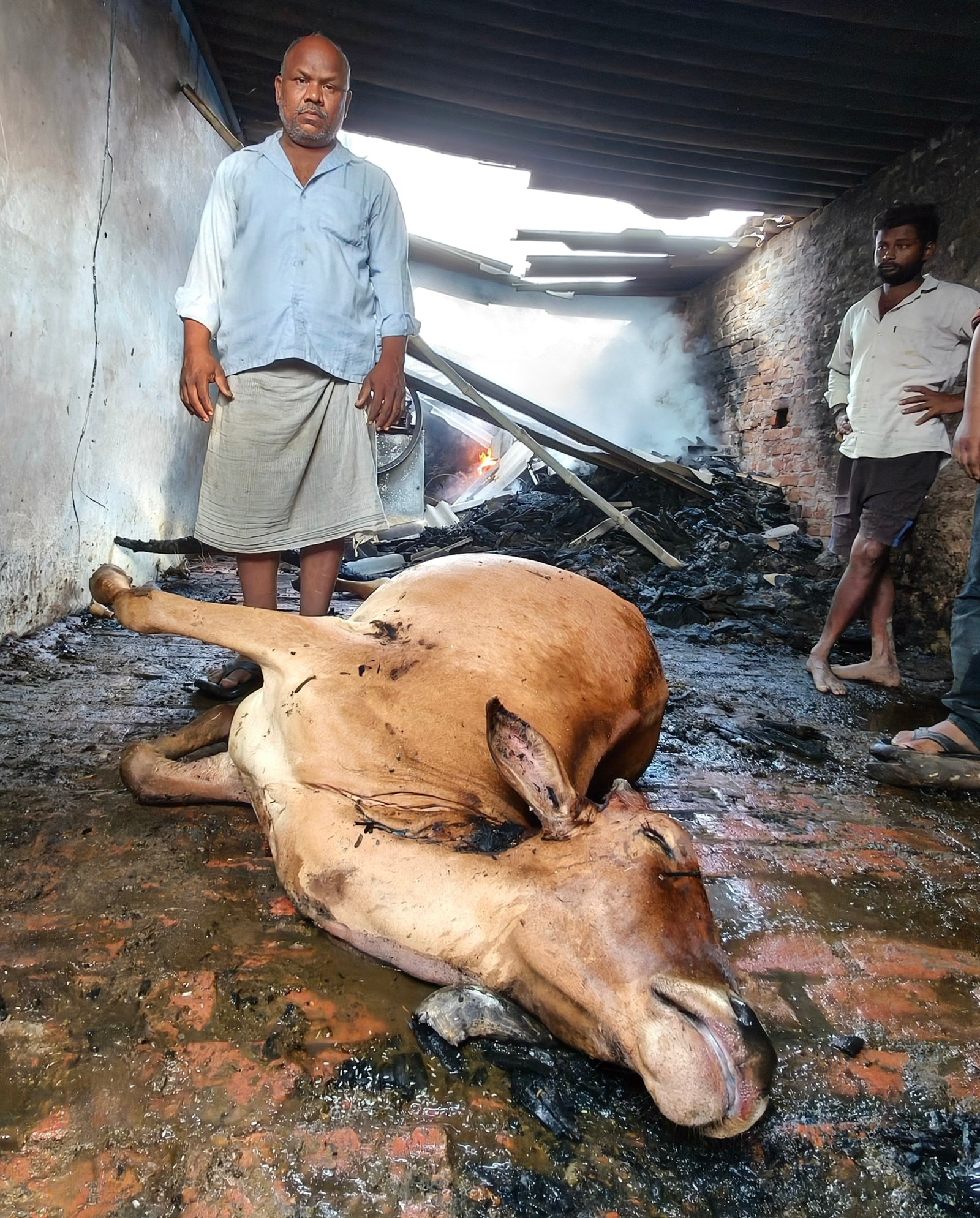 हिंदी समाचार | गौशाला में आग लगने से तीन...
