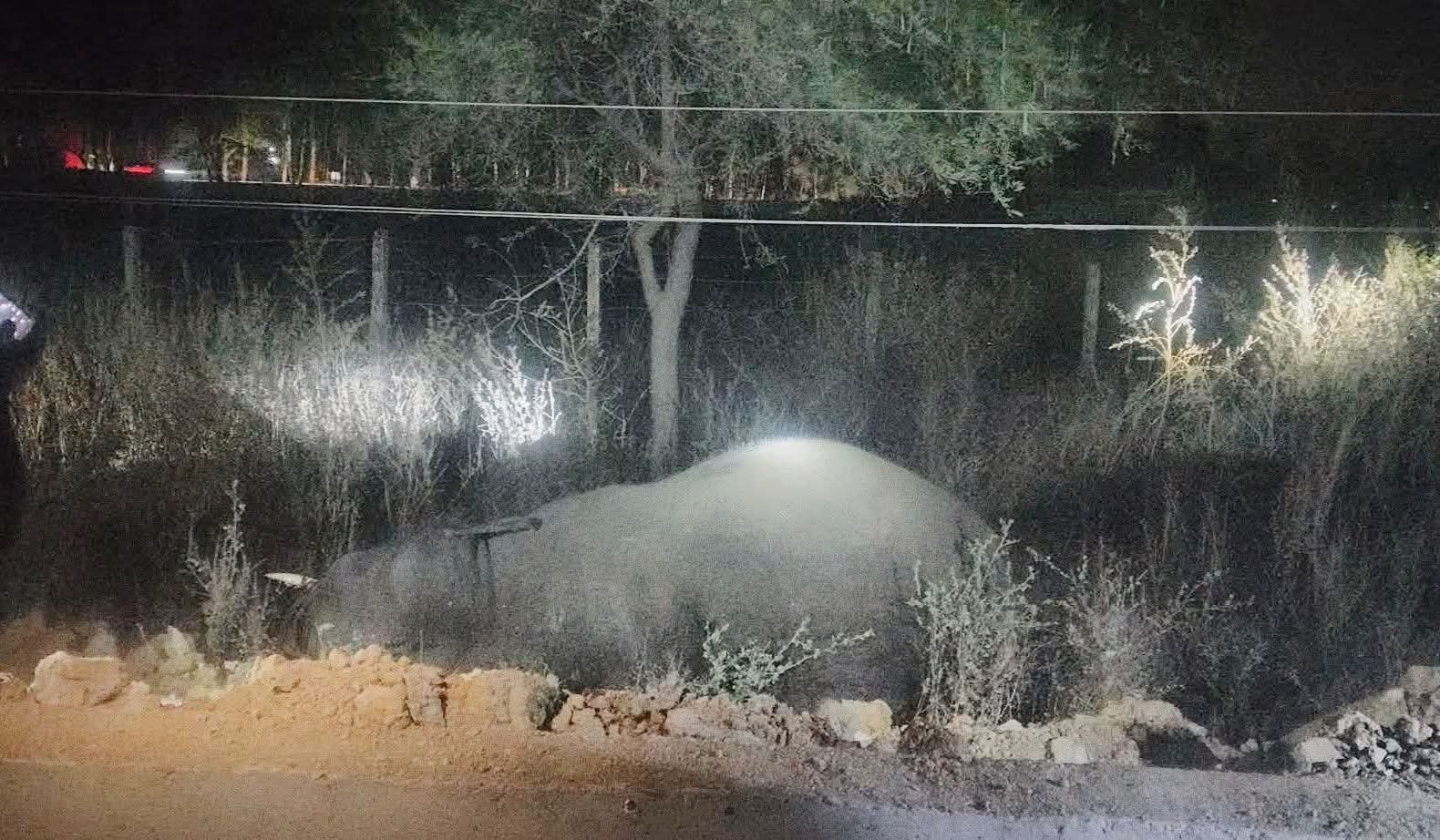 हिंदी समाचार | वन विभाग के लापरवाही से हाथी...