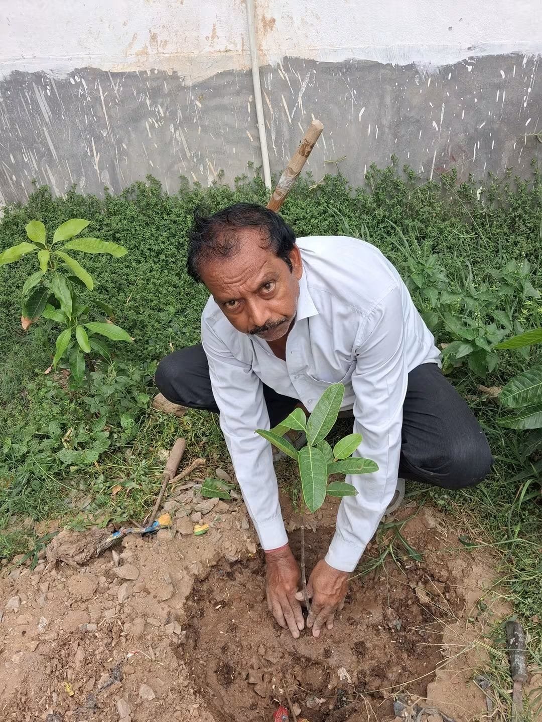 हिंदी समाचार | हर व्यक्ति लगाए एक पौधा, यही...