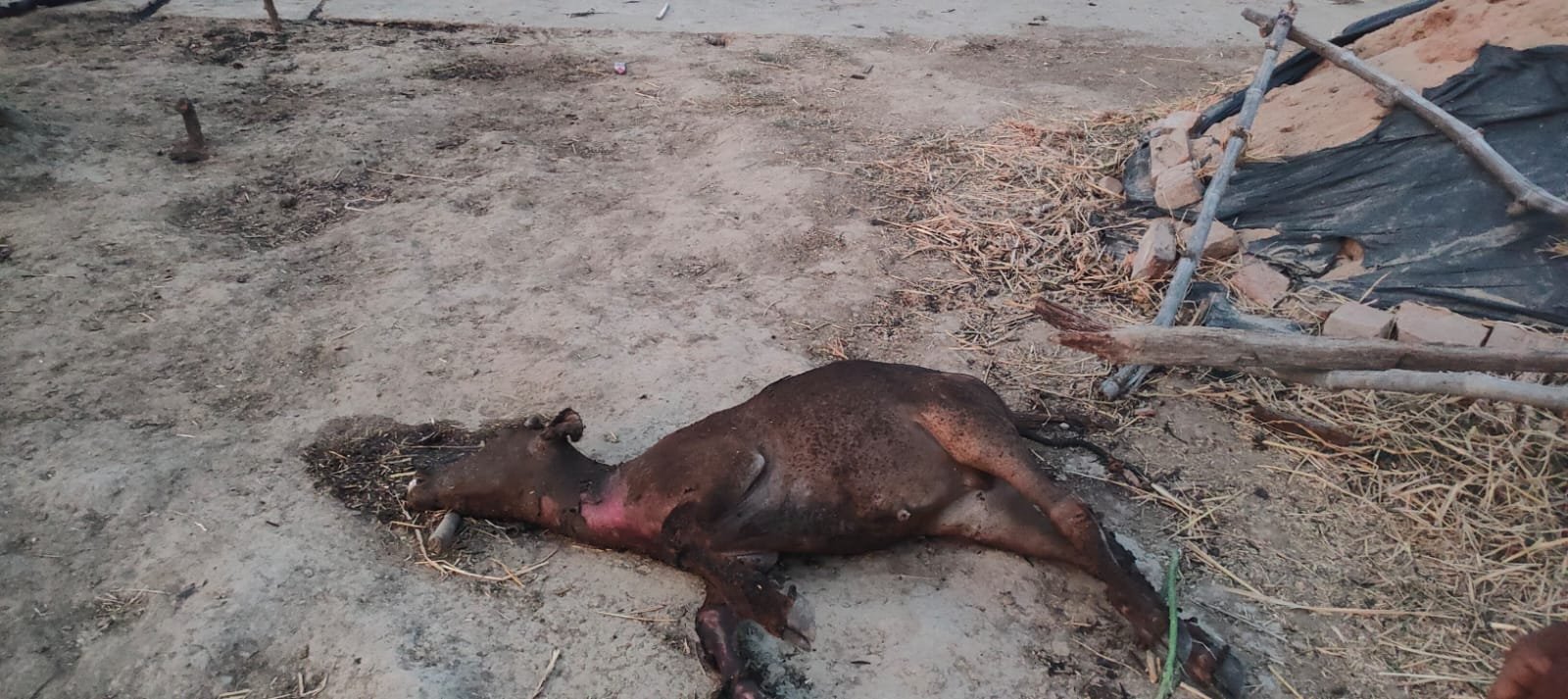 हिंदी समाचार | आग लगने से दो पशुओं की मौत एवं...