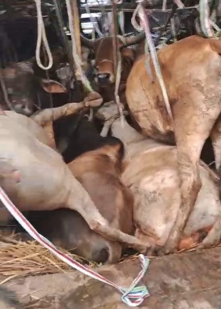 हिंदी समाचार | गो तस्करों के विरुद्ध कैमूर...