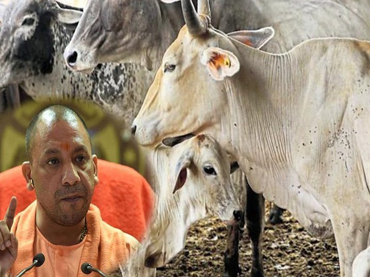 हिंदी समाचार |प्रयागराज में आज फिर 5 गायों की...