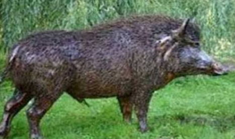 हिंदी समाचार |बकरी चरा रहे चरवाहे पर सुअर के...