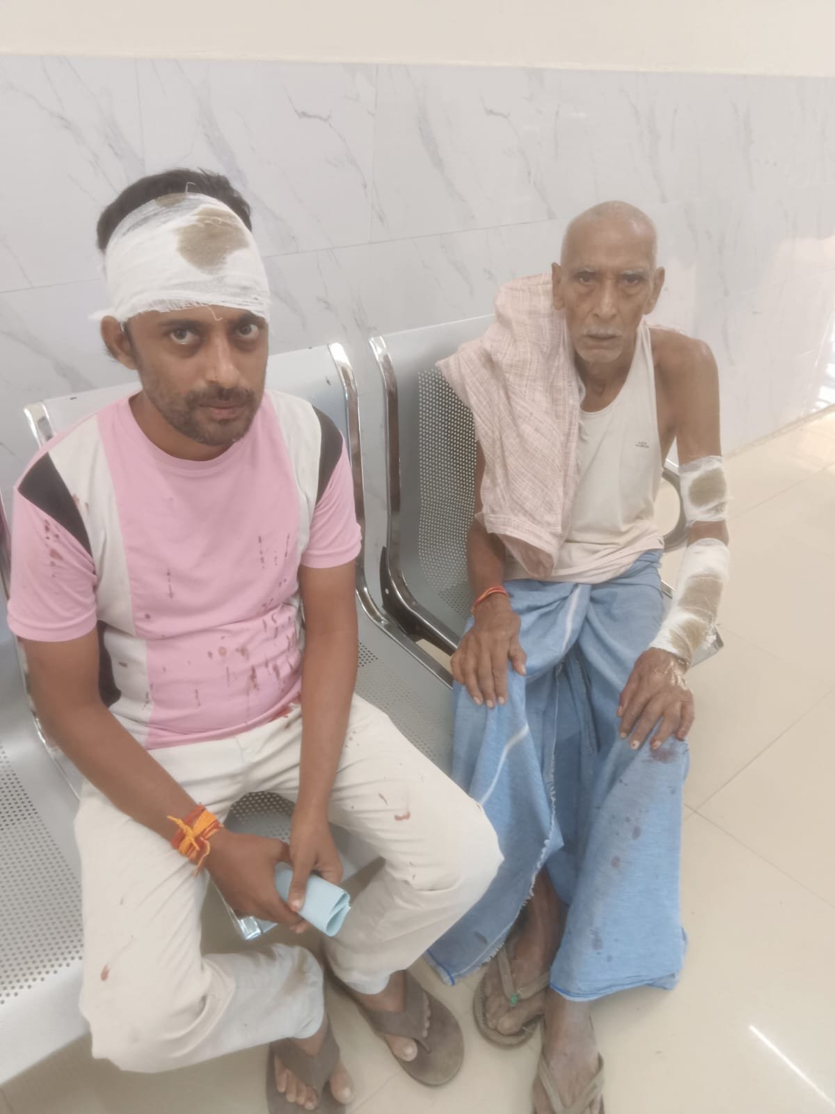 हिंदी समाचार | जमीन पर लगाए गए पौधे काटने का...