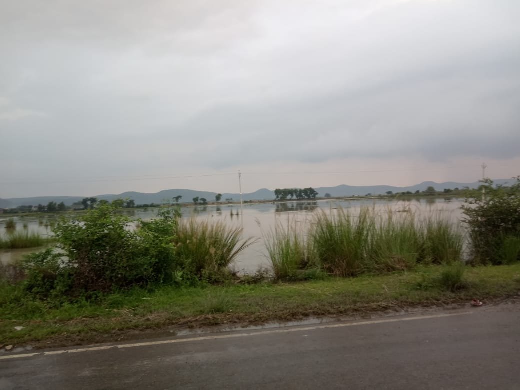 हिंदी समाचार |बाढ़ से फसल की भारी नुकसान...