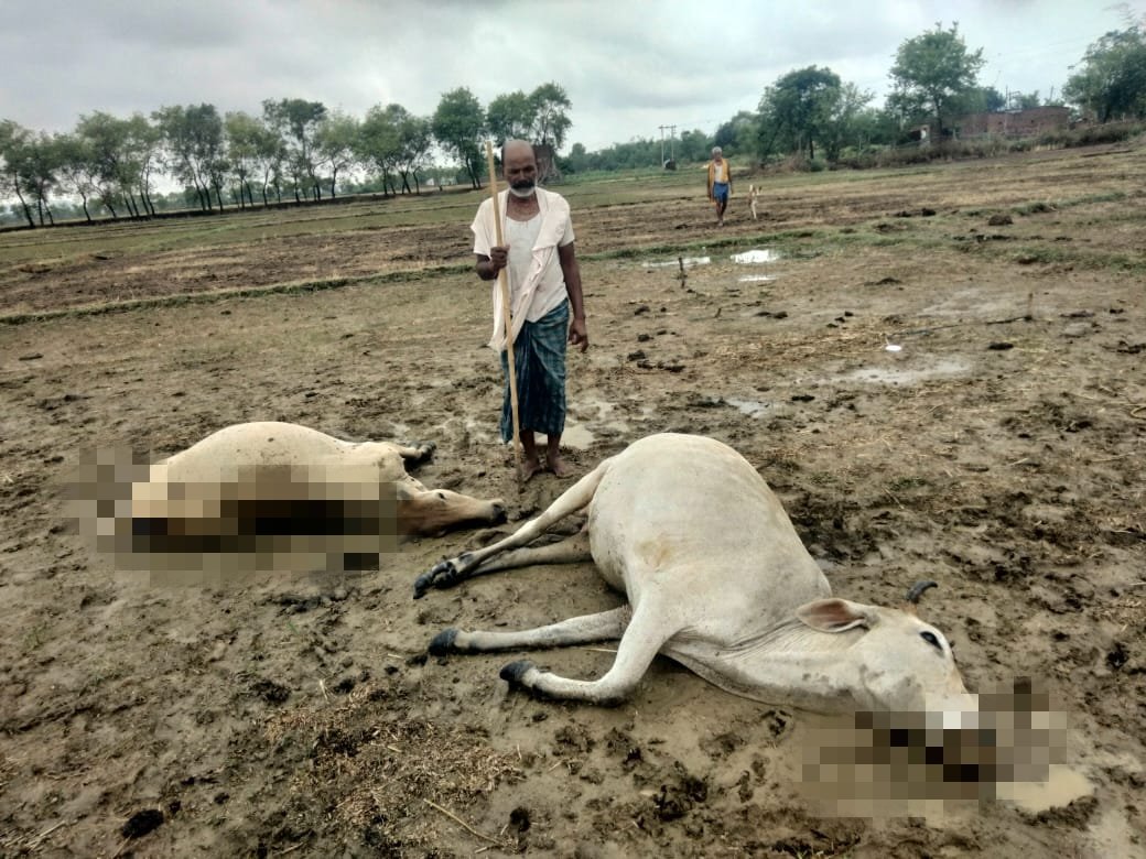 हिंदी समाचार | आकाशीय बिजली गिरने से दो गाय...