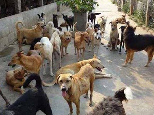 हिंदी समाचार |भिवंडी में नसबंदी अभियान...