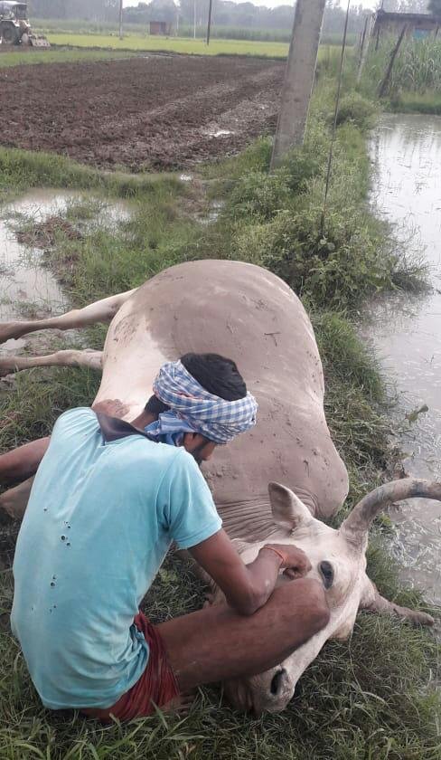 हिंदी समाचार |स्टे वायर के द्वारा खेत में...