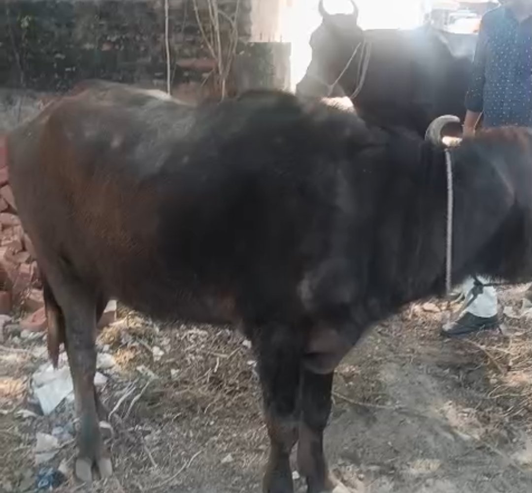 हिंदी समाचार | कुदरा में ग्रामीणों की...