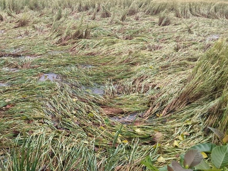 हिंदी समाचार | भिवंडी में किसानों की फसलें...