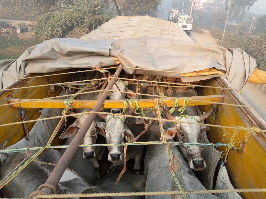 हिंदी समाचार |पशुओं से भरा ट्रक रेलिंग से...