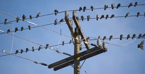 हिंदी समाचार |बिजली के तार पर बैठने के...