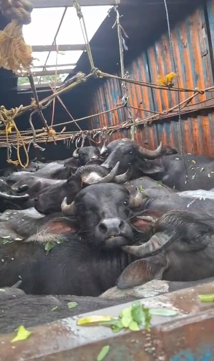 हिंदी समाचार | कंटेनर से 29 मवेशी बरामद, दो...