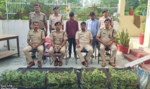 हिंदी समाचार |रेलवे पुलिस द्वारा 225 तोता एवम 6...