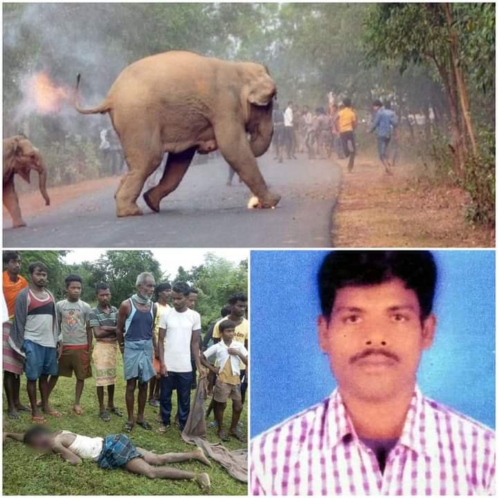 हिंदी समाचार |हाथी ने युवक को पटक-पटककर मार...