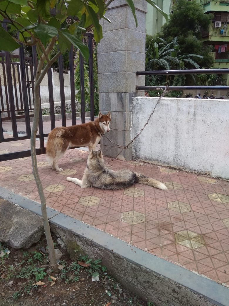 हिंदी समाचार |कुत्तो को नॉनवेज नही खिलाते...