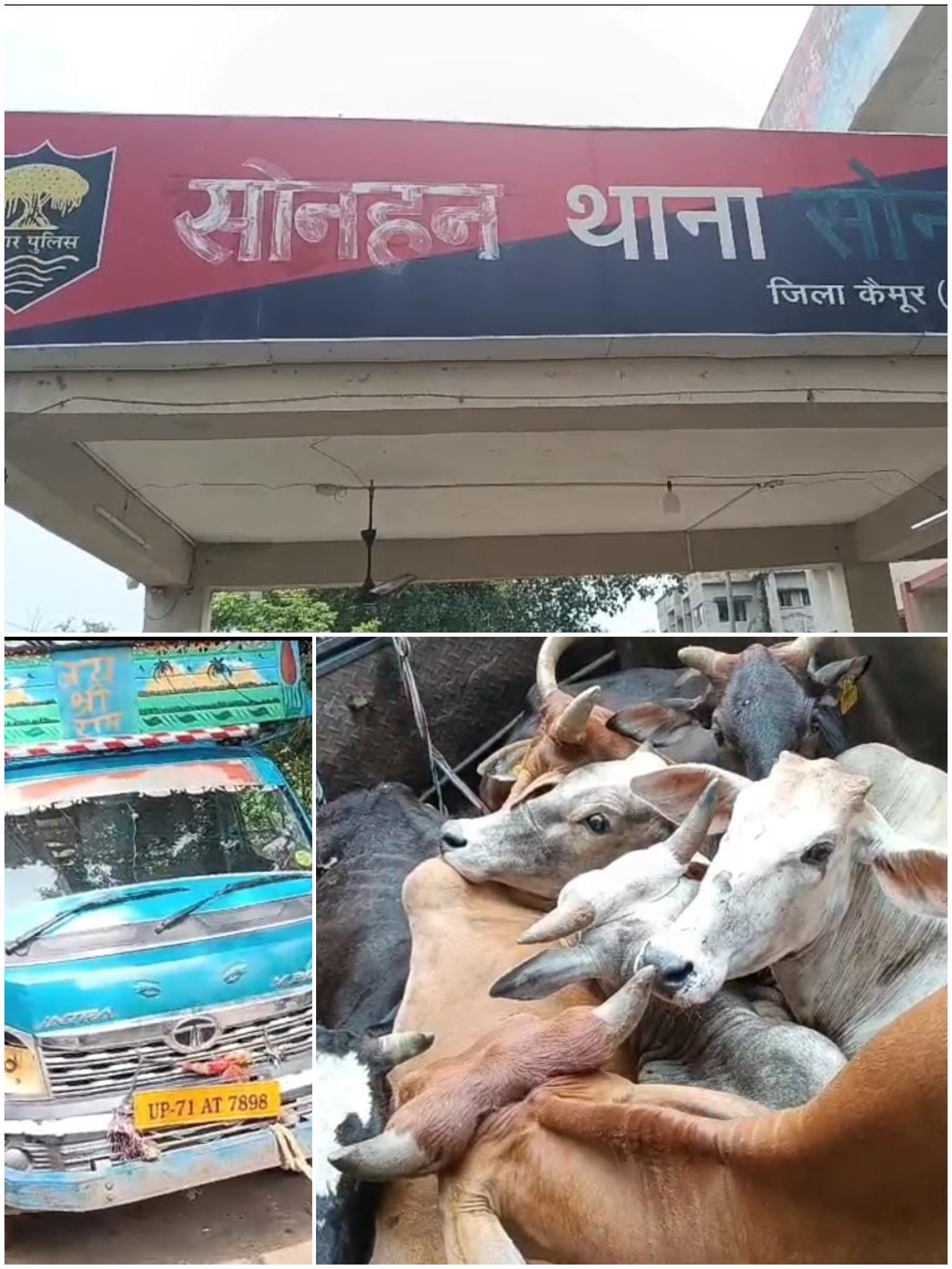 हिंदी समाचार | पशु तस्करी के खिलाफ कार्रवाई...