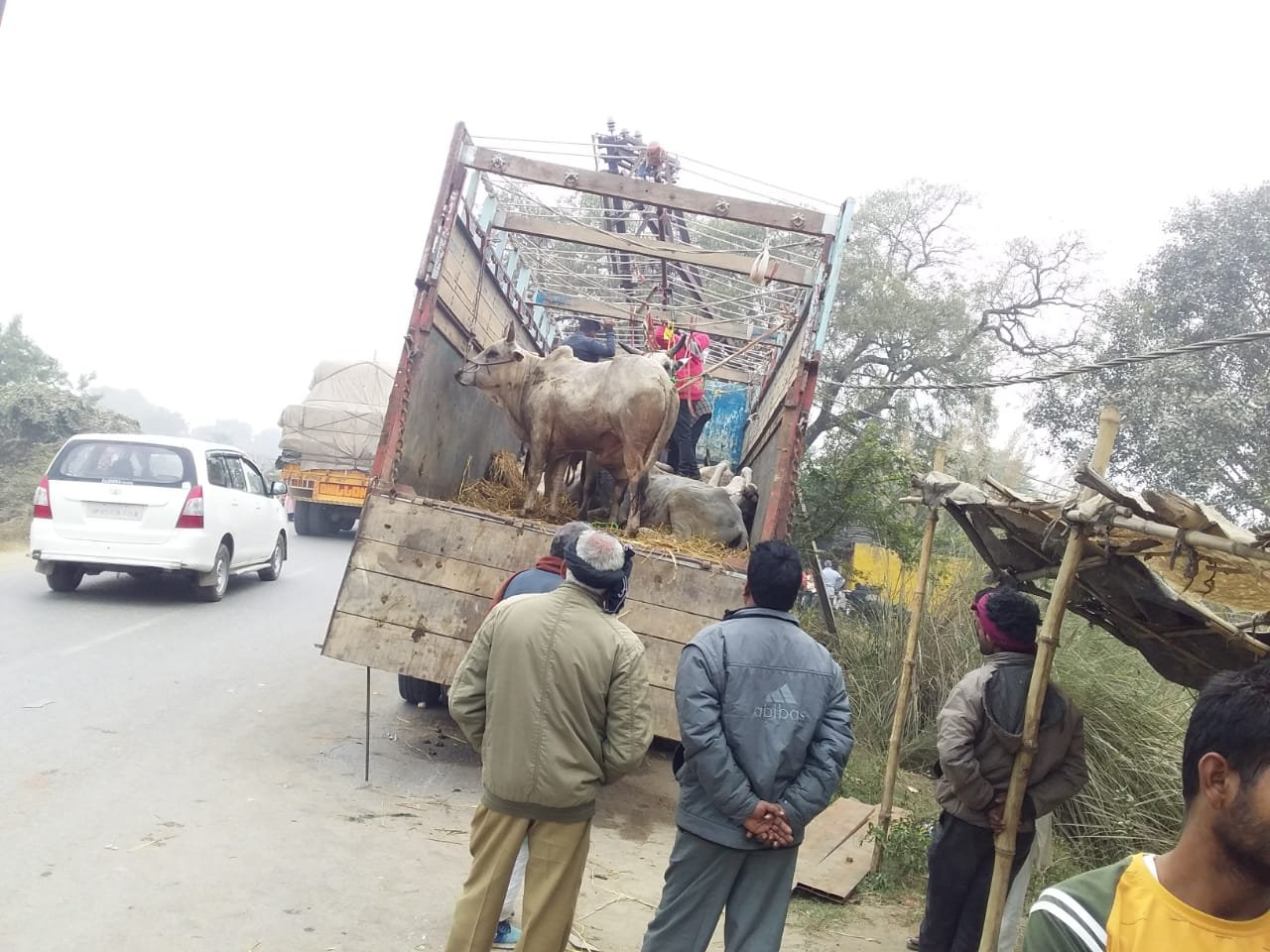 हिंदी समाचार |पशुओं से भरी ट्रक...