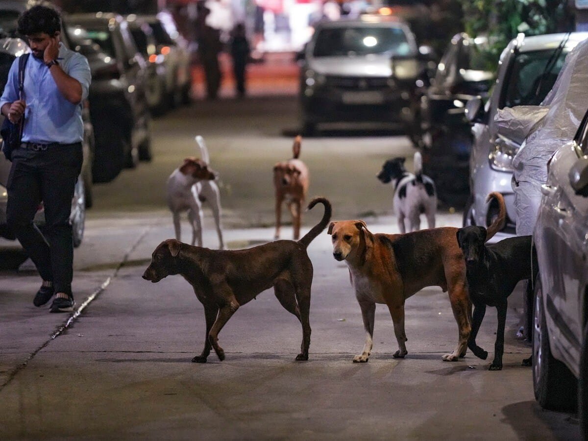 हिंदी समाचार |सोसाइटी परिसर में तीन कुत्तों...